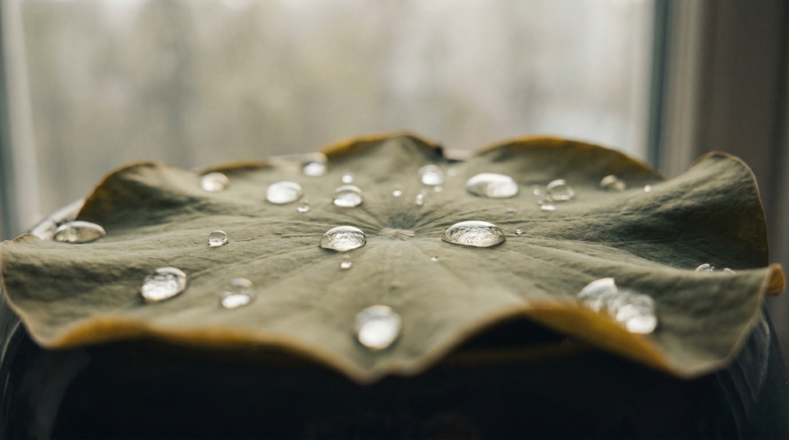 Water droplets resting on a green lotus leaf